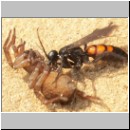 Anoplius viaticus - wegwespe-06.jpg